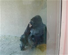 A gorilla in bad-mood
